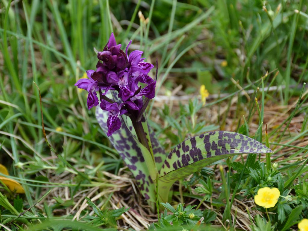Dactylorhiza majalis